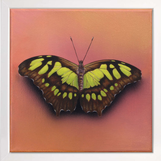 Schmetterling Watermelon Smoothie - Original Acrylbild