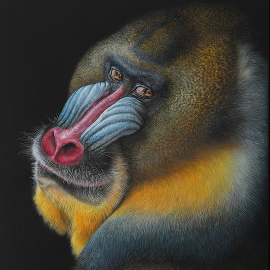 MANDRILL