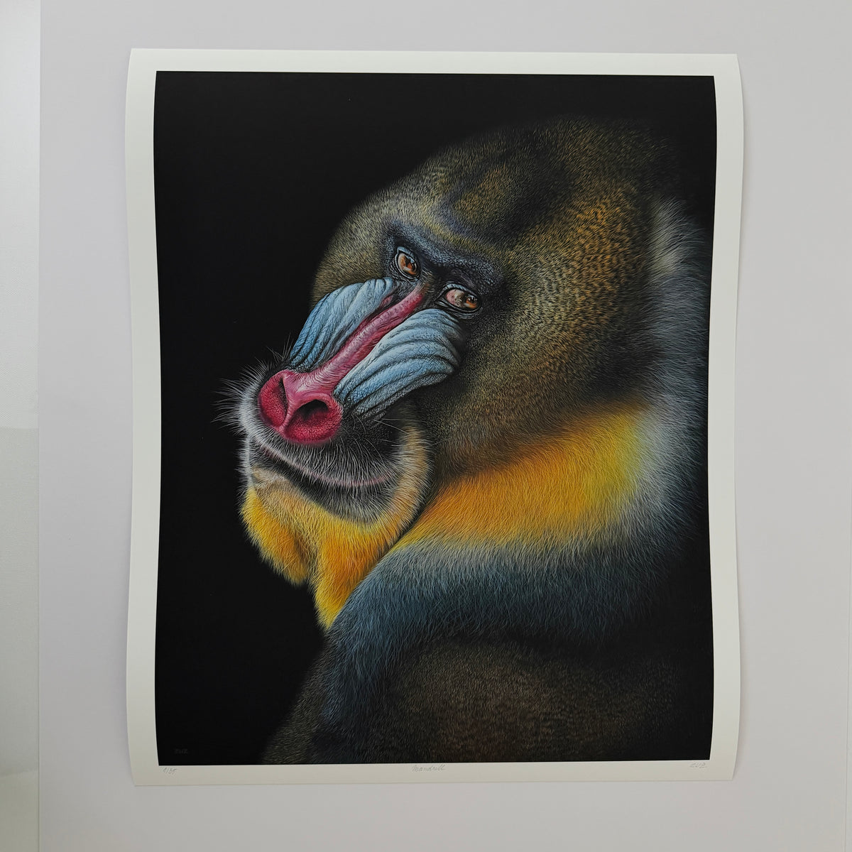 MANDRILL - Kunstdruck