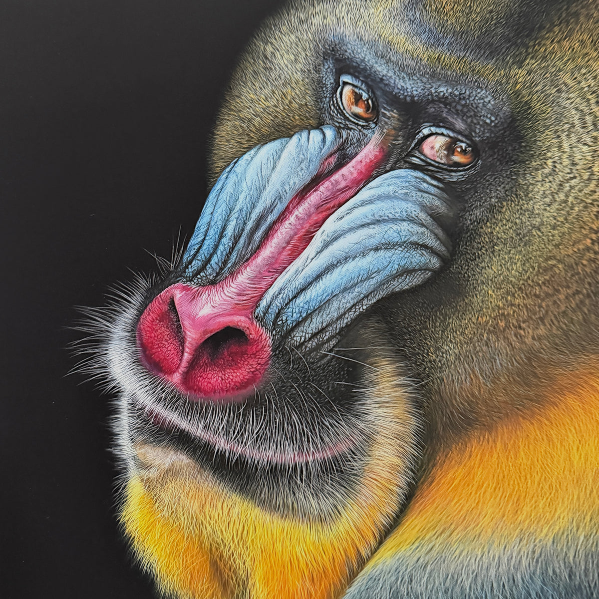MANDRILL - Kunstdruck